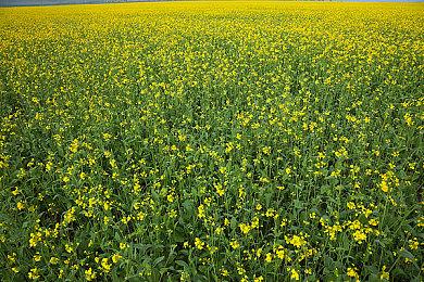 演员暗示的《荒野大镖客》重磅消息原来只是见面会