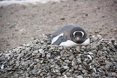 Codemasters开发的新《WRC》将允许你打造自己的车辆